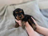 Dexter, a male Bernedoodle for sale in Mc Gaheysville, VA – 2 of 5