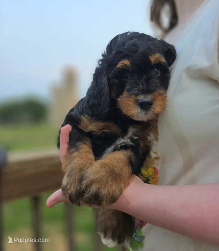 Bali – Miniature Bernedoodle puppy for sale in Mc Gaheysville, VA