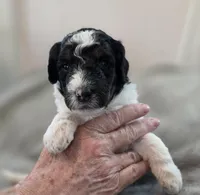 Pumpkin, a female Bernedoodle for sale in Mc Gaheysville, VA – 2 of 5