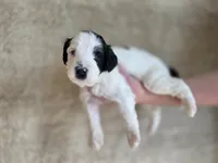 Blair, a female Bernedoodle for sale in Mc Gaheysville, VA – 3 of 5