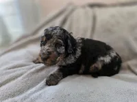 Casper, a male Bernedoodle for sale in Malden, IL – 4 of 5