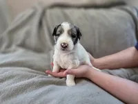 Raven, a female Bernedoodle for sale in Malden, IL – 1 of 4