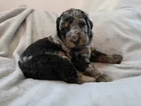Casper, a male Bernedoodle for sale in Malden, IL – 2 of 5