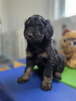 S'more, a male Bernedoodle for sale in Mc Gaheysville, VA – Photo 2 of 5
