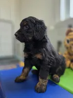S'more, a male Bernedoodle for sale in Mc Gaheysville, VA – Photo 5 of 5