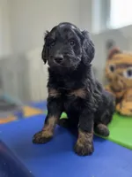 S'more, a male Bernedoodle for sale in Mc Gaheysville, VA – Photo 4 of 5