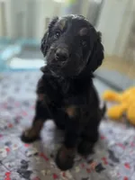 S'more, a male Bernedoodle for sale in Mc Gaheysville, VA – Photo 3 of 5