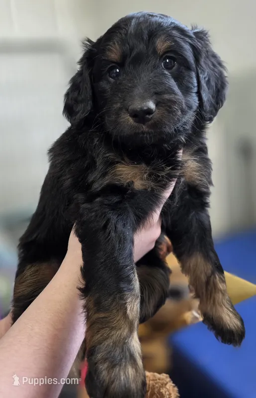 S'more – Bernedoodle puppy for sale in Mc Gaheysville, VA