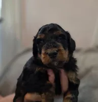 Freddy, a male Bernedoodle for sale in Malden, IL – 3 of 4