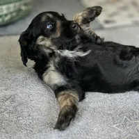 Ginger, a female Bernedoodle for sale in Malden, IL – 3 of 3