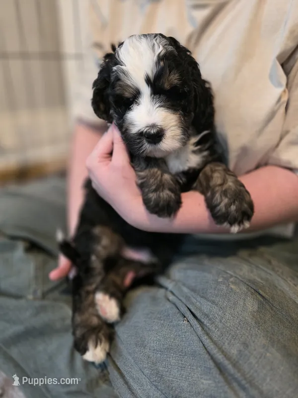 Whiskey – Bernedoodle puppy for sale in Malden, IL