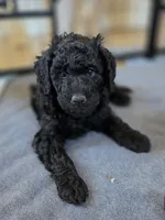 Pecan, a female Bernedoodle for sale in Mc Gaheysville, VA – Photo 2 of 4