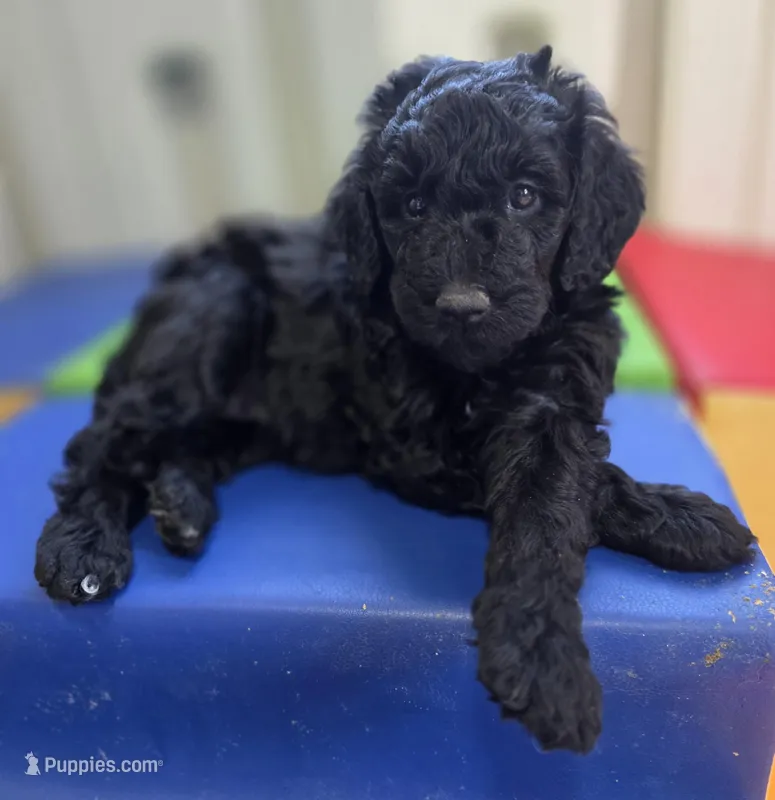 Pecan – Bernedoodle puppy for sale in Mc Gaheysville, VA