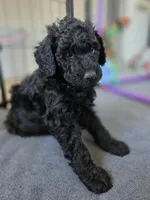 Pecan, a female Bernedoodle for sale in Mc Gaheysville, VA – Photo 3 of 4