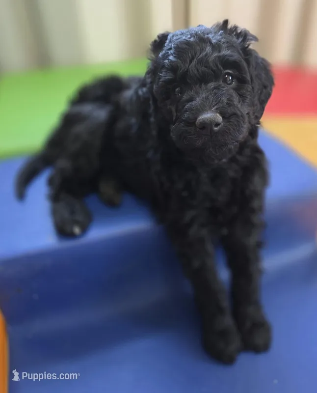 Pecan – Bernedoodle puppy for sale in Mc Gaheysville, VA