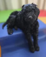 Pecan, a female Bernedoodle for sale in Mc Gaheysville, VA – Photo 1 of 4