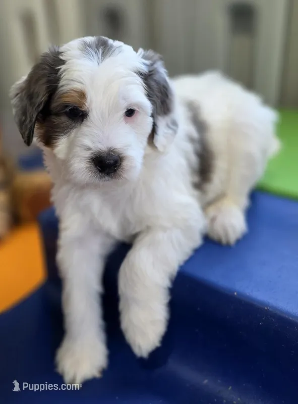 Toffee – Bernedoodle puppy for sale in Mc Gaheysville, VA