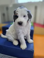 Toffee, a male Bernedoodle for sale in Mc Gaheysville, VA – Photo 3 of 3