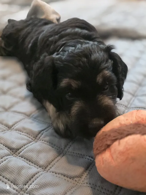 Ginger – Bernedoodle puppy for sale in Malden, IL