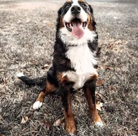 Bali, a female Miniature Bernedoodle for sale in Mc Gaheysville, VA – 4 of 4