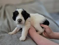 Salem, a male Bernedoodle for sale in Mc Gaheysville, VA – 2 of 4