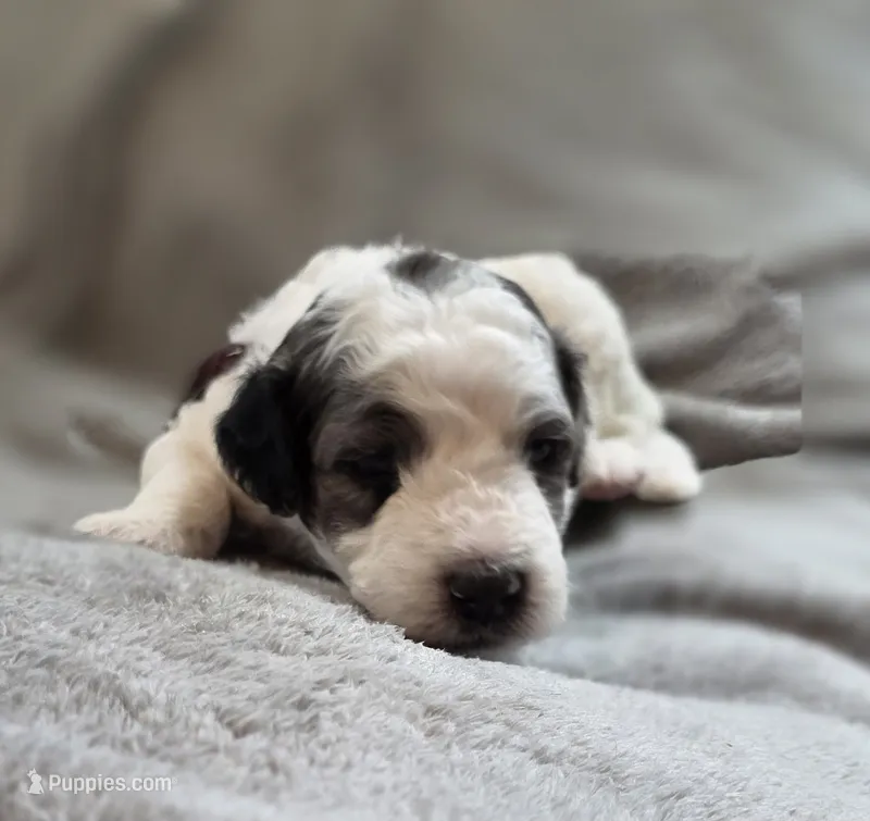 Autumn – Bernedoodle puppy for sale in Mc Gaheysville, VA