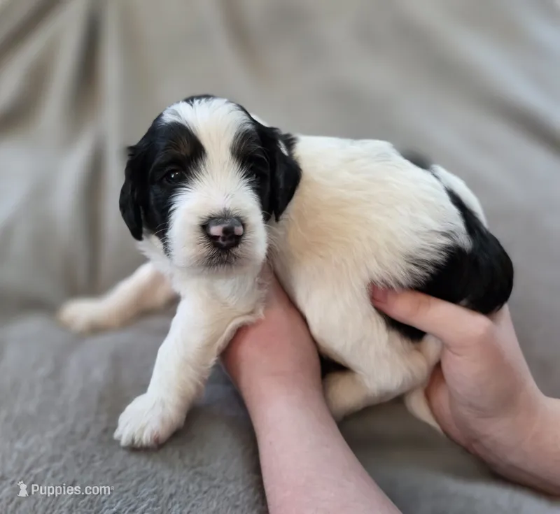 Salem – Bernedoodle puppy for sale in Mc Gaheysville, VA