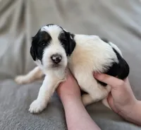 Salem, a male Bernedoodle for sale in Mc Gaheysville, VA – 1 of 4