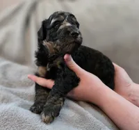 Orion, a male Bernedoodle for sale in Malden, IL – 3 of 5