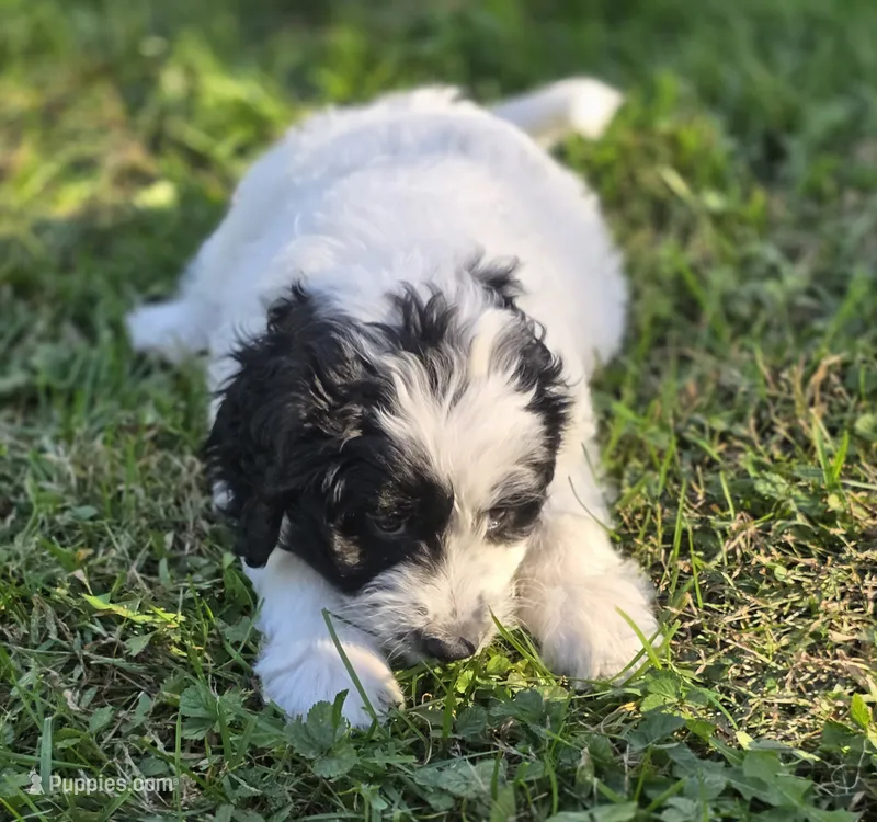 Luna – Bernedoodle puppy for sale in Malden, IL