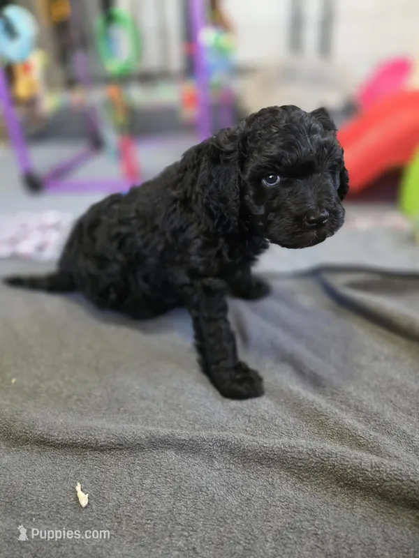 Prince – Bernedoodle puppy for sale in Mc Gaheysville, VA