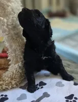 Prince, a male Bernedoodle for sale in Mc Gaheysville, VA – Photo 1 of 2