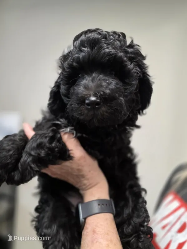 Prince – Bernedoodle puppy for sale in Mc Gaheysville, VA