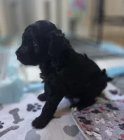 Prince, a male Bernedoodle for sale in Mc Gaheysville, VA – Photo 2 of 2