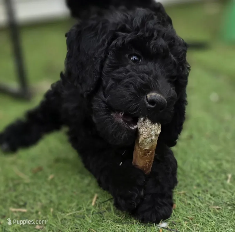 Prince – Bernedoodle puppy for sale in Mc Gaheysville, VA