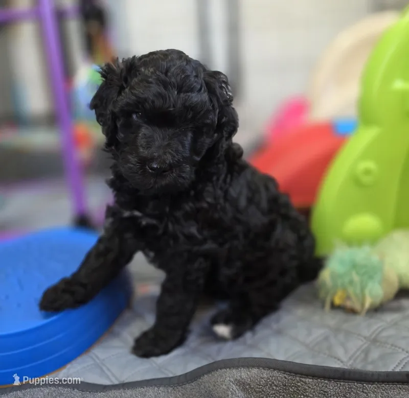Prince – Bernedoodle puppy for sale in Mc Gaheysville, VA