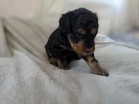 Dexter, a male Bernedoodle for sale in Mc Gaheysville, VA – 4 of 5