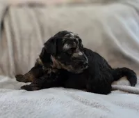 Orion, a male Bernedoodle for sale in Malden, IL – 2 of 5