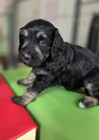 Ginger, a female Bernedoodle for sale in Malden, IL – 1 of 3