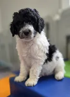 Oreo, a male Bernedoodle for sale in Mc Gaheysville, VA – Photo 2 of 4