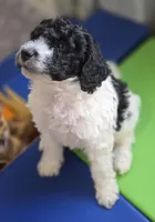 Oreo, a male Bernedoodle for sale in Mc Gaheysville, VA – Photo 1 of 4