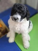 Oreo, a male Bernedoodle for sale in Mc Gaheysville, VA – Photo 3 of 4