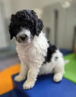 Oreo, a male Bernedoodle for sale in Mc Gaheysville, VA – Photo 4 of 4