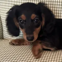 Brandy, a female Miniature Dachshund for sale in Tafton, PA – Photo 1 of 4
