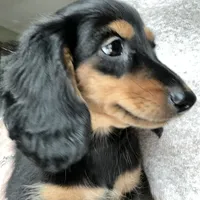 Brandy, a female Miniature Dachshund for sale in Tafton, PA – Photo 2 of 4