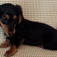 Brandy, a female Miniature Dachshund for sale in Tafton, PA – Photo 4 of 4