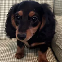 Brandy, a female Miniature Dachshund for sale in Tafton, PA – Photo 3 of 4