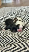 AKC - Girl 2 - Shih Tzu, a female Shih Tzu for sale in Waxahachie, TX – 7 of 9