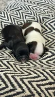 AKC - Girl 2 - Shih Tzu, a female Shih Tzu for sale in Waxahachie, TX – 9 of 9