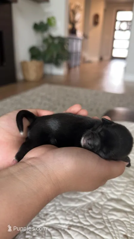 AKC-Black-Girl2 – Shih Tzu puppy for sale in Waxahachie, TX